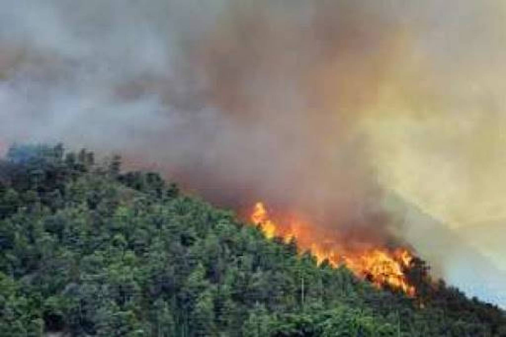 القبض على متسببي حرائق طرطوس السورية 