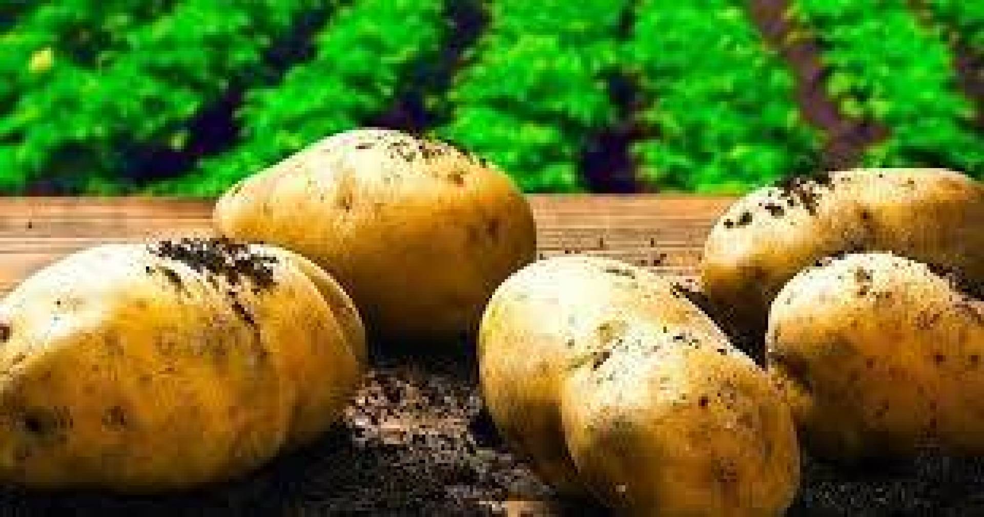 تعرف على الفوائد الصحية المذهلة للبطاطا الحلوة