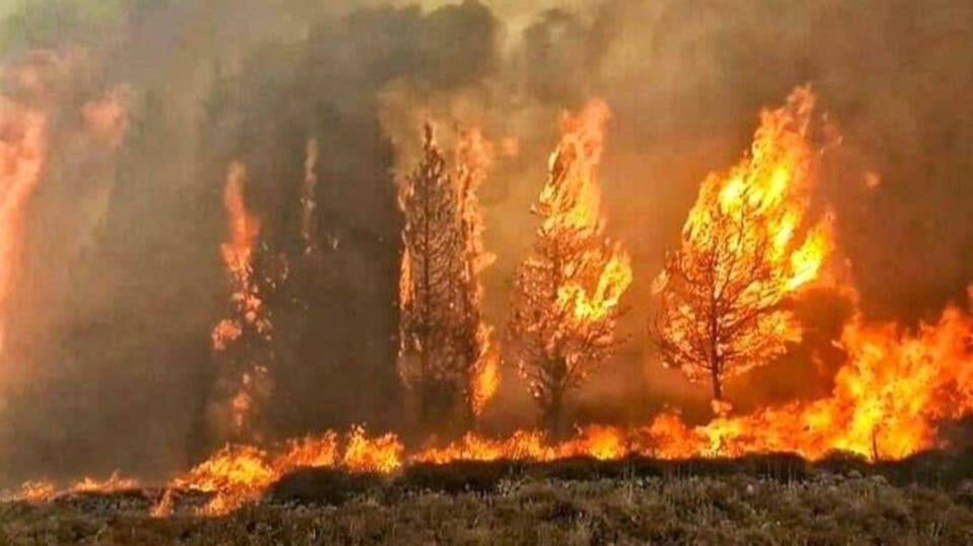اخماد حريق التهم أشجار الزيتون والمساحات الخضراء في بلدة تولين