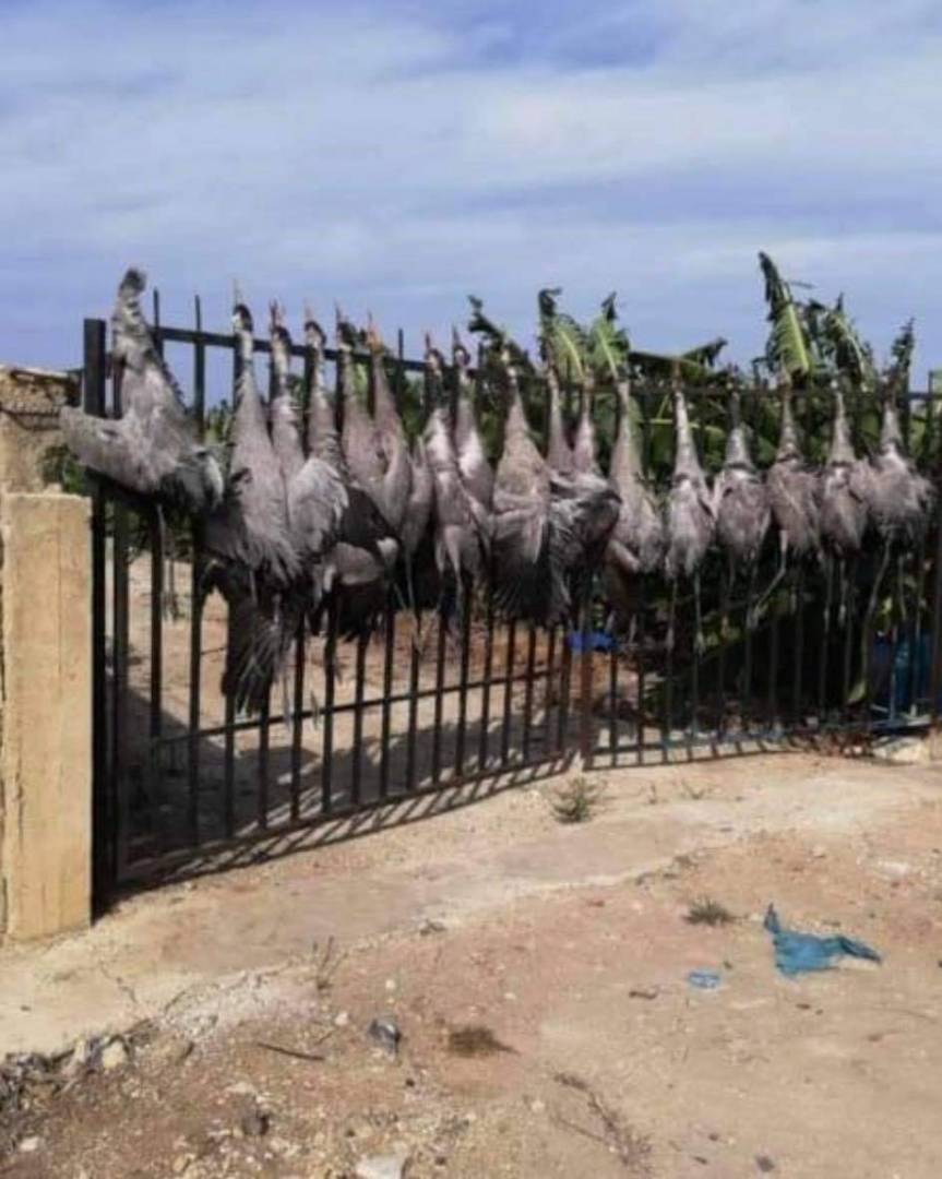 طيور مهاجرة في سماء صور اصطادوها بأسلحة رشاشة