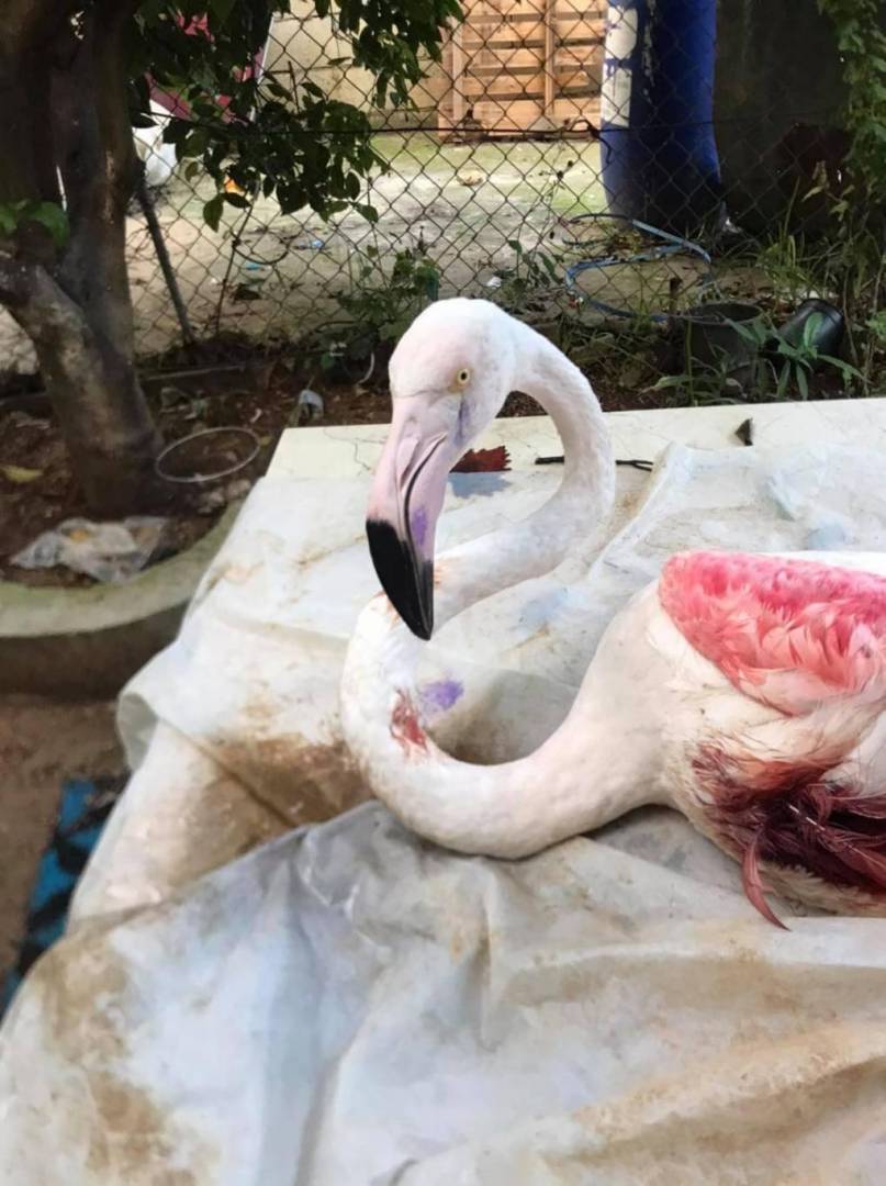 مجزرة بيئية بحق طيور الفلامينغو في صور 