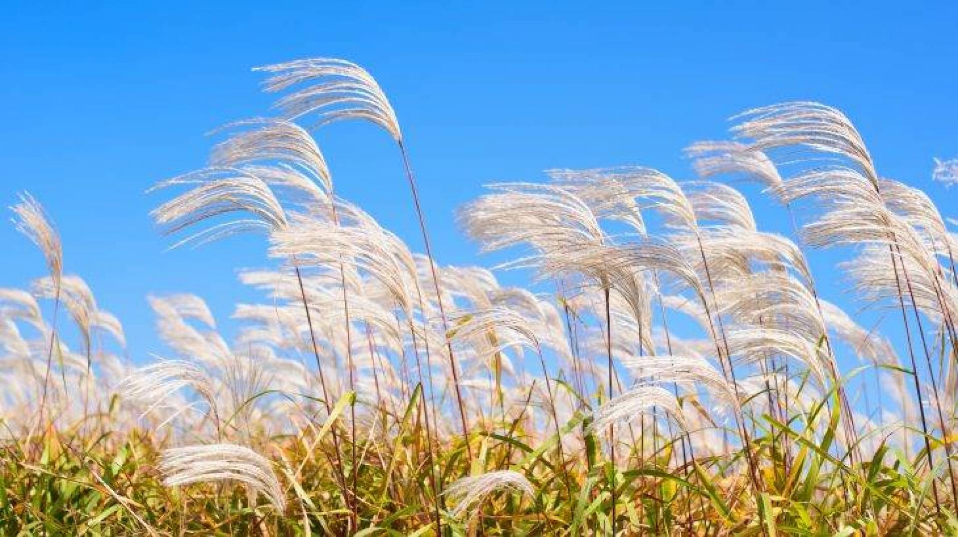 تغيرات على حركة الرياح الغربية العالمية والتأثير لا يزال مجهولاً