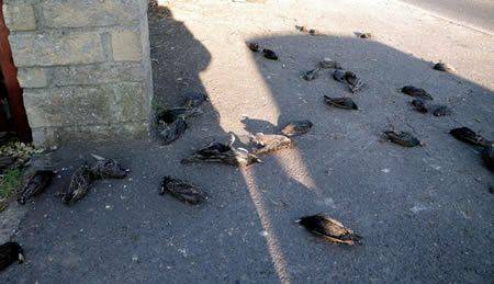 موت مئات الطيور في روما بسبب الخوف من الألعاب النارية