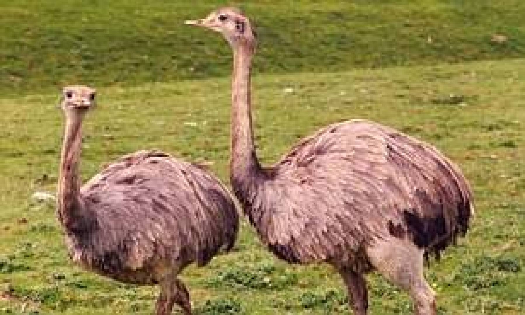 They were some birds. Ostrich ANCESTOR. Кон эму.