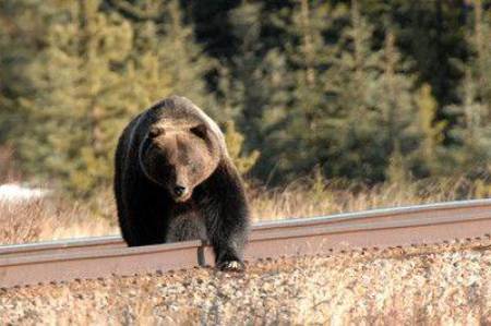 خطة جديدة للحد من موت الدببة على خطوط السكك الحديدية في الولايات المتحدة