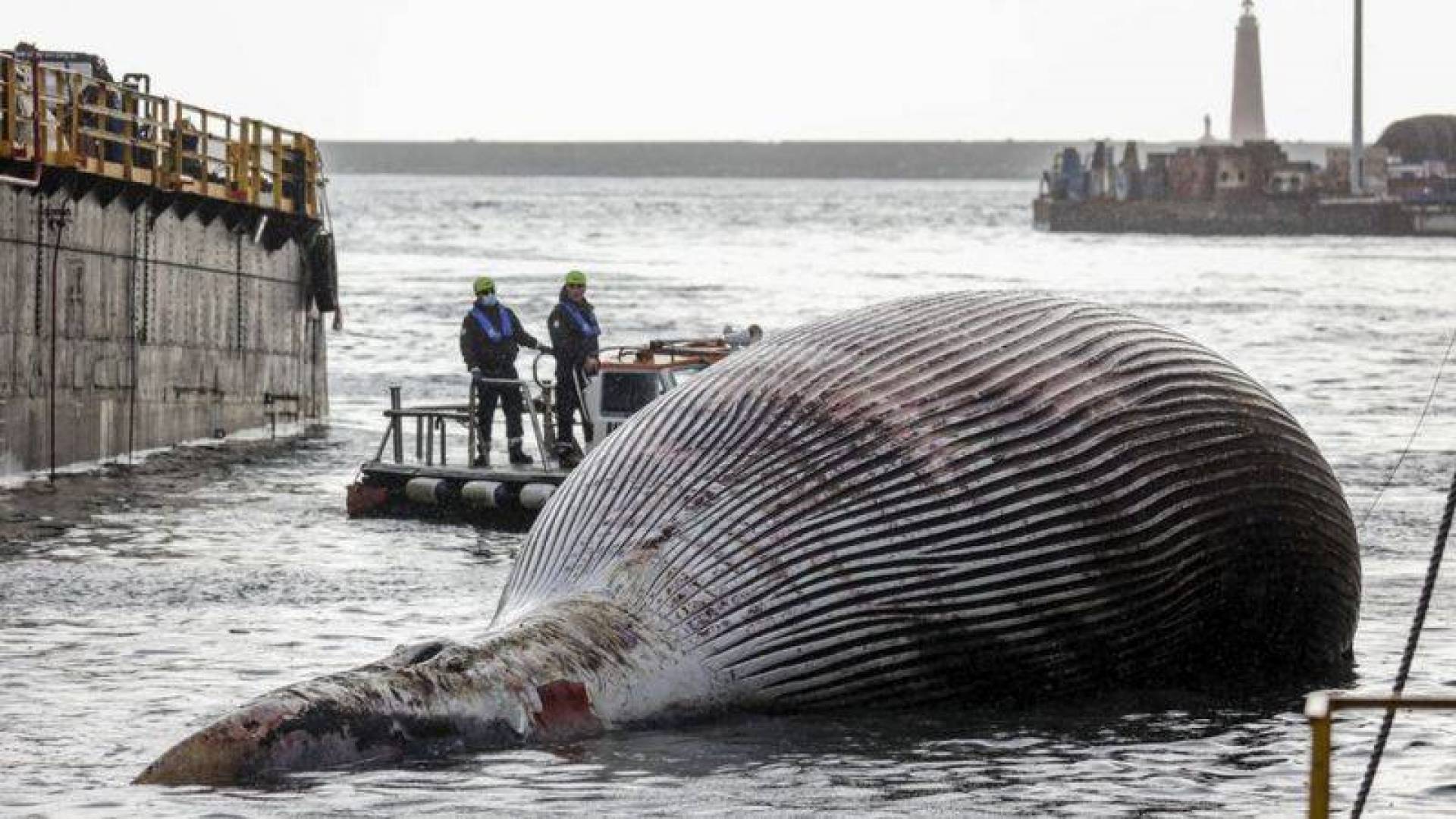 Сколько китов погибло. Гигантский кит. Самый гигантский кит.