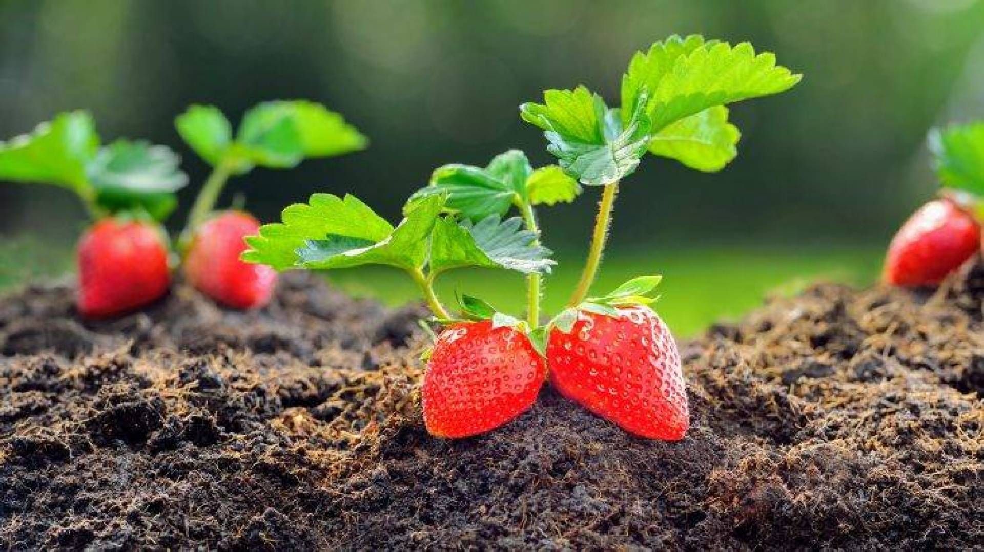 خبراء يطورون علاجاً حرارياً جديداً يقتل الأمراض دون الإضرار بالنباتات