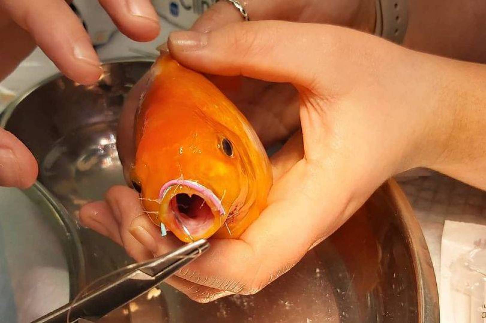 Золотая рыбка с зубами