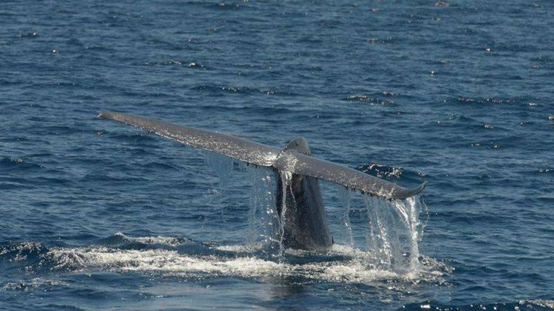 دراسة جديدة تُظهر أن خطر تعلق الحيتان في شباك الصيد قد تم التقليل من شأنه