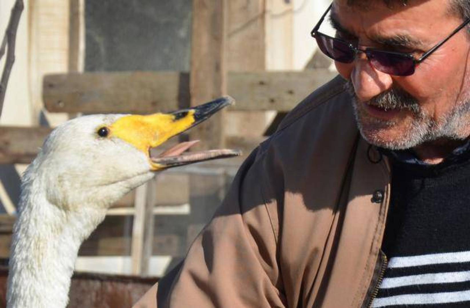 صداقة غير عادية بين رجل تركي وبجعة منذ 27 سنة