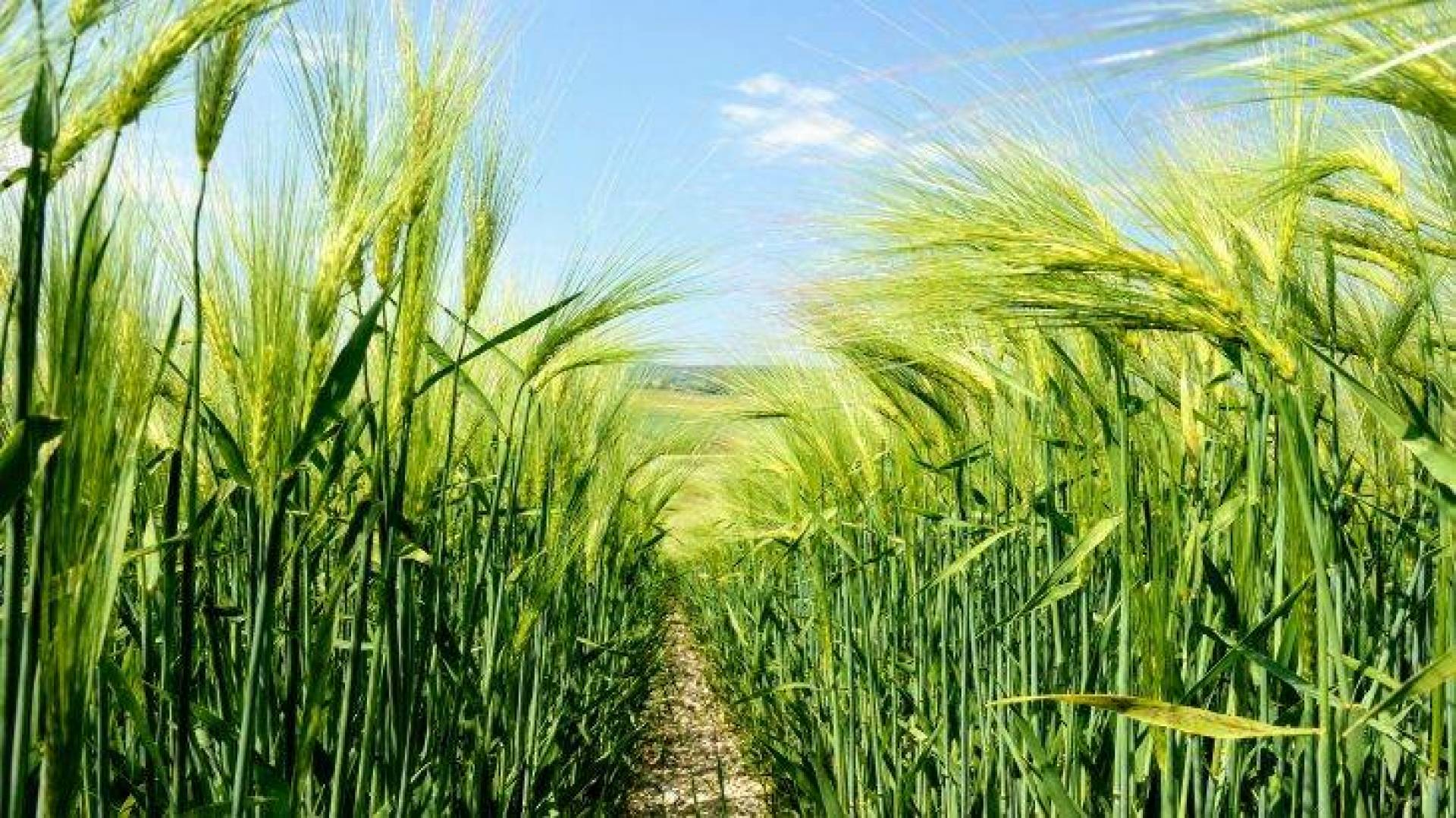 دراسة جديدة تكشف أن نباتات محاصيل الحبوب لديها ميزة خاصة لإنتاج أقوى الجذور
