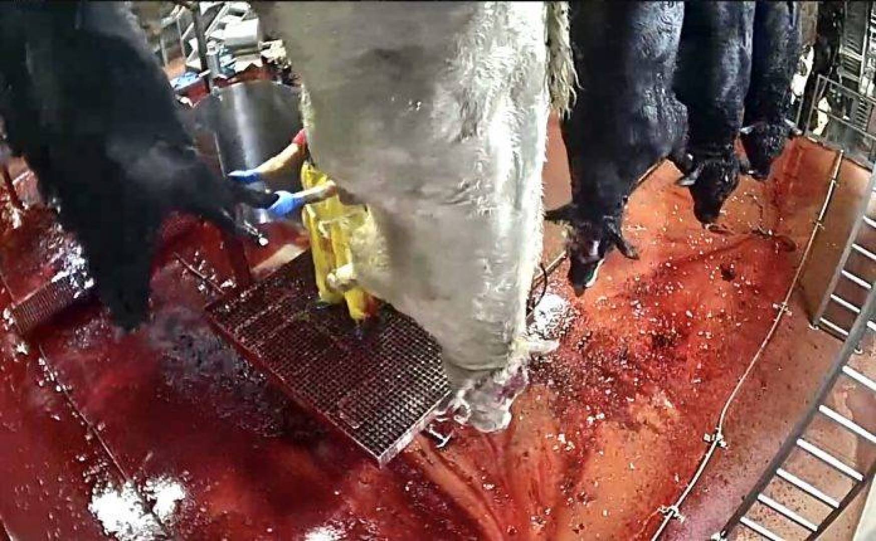 المصدر: WorldAnimalNews 