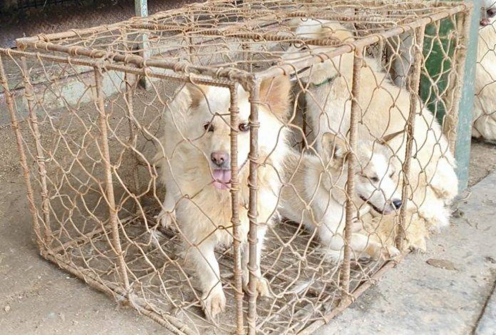 المصدر: WorldAnimalNews 