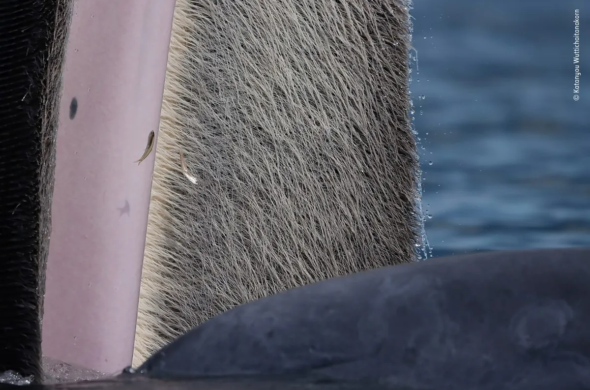 صورة الفائز بجائزة مصور الحياة البرية الشاب لعام 2022: "جمال فك الحوت".