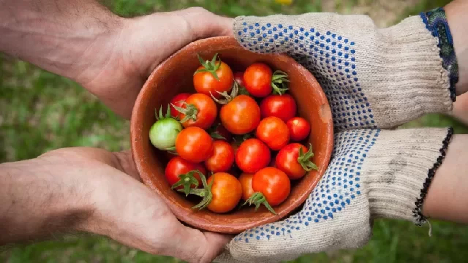 تقنية جديدة لزراعة الطماطم بتكلفة طاقة منخفضة