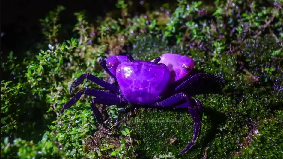 سلطعونات "الأميرة" 