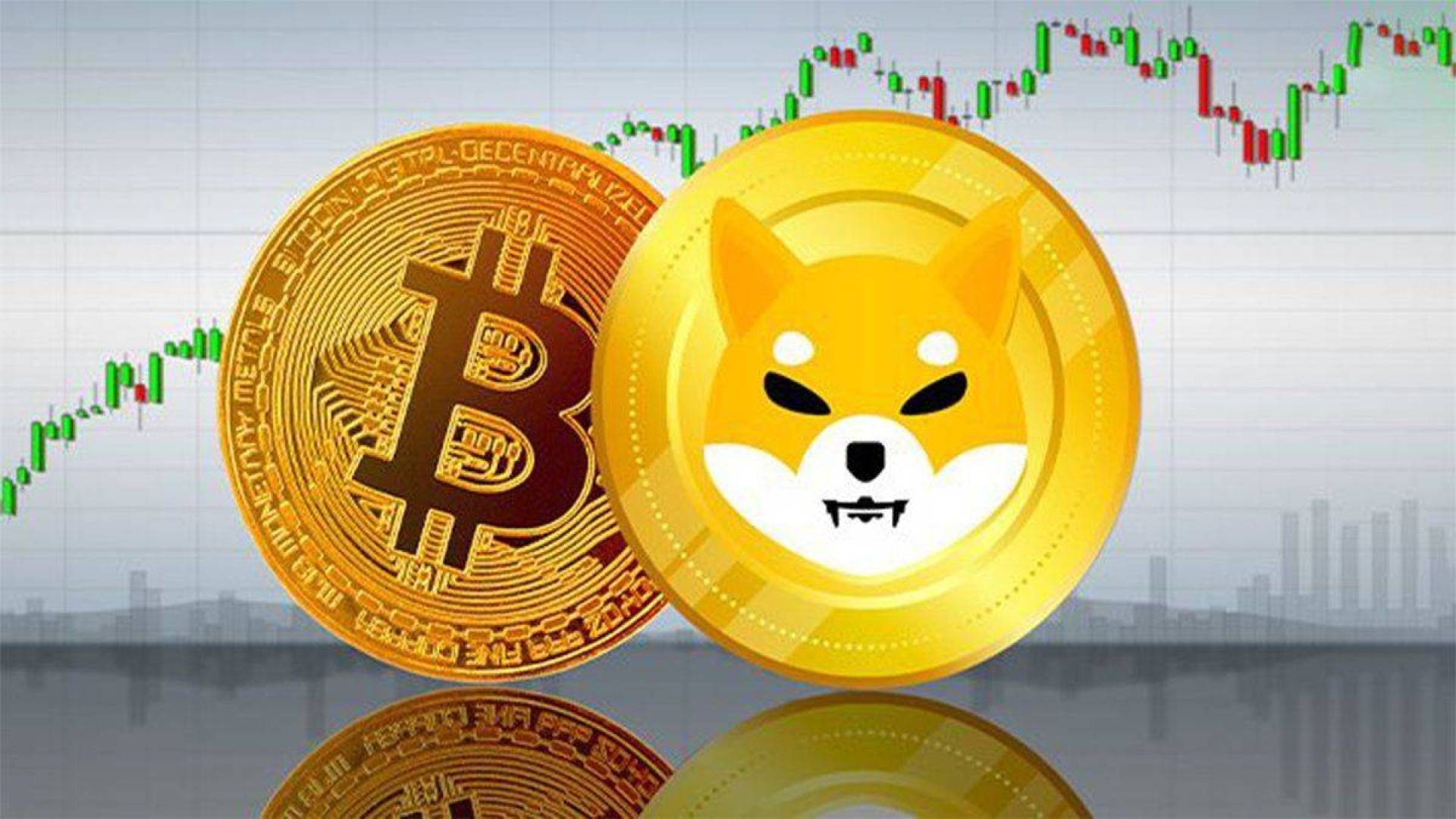 عملة شيبا إينو SHIB تسحق الدببة وعملة بيتكوين BTC تستعد لقفزة ضخمة