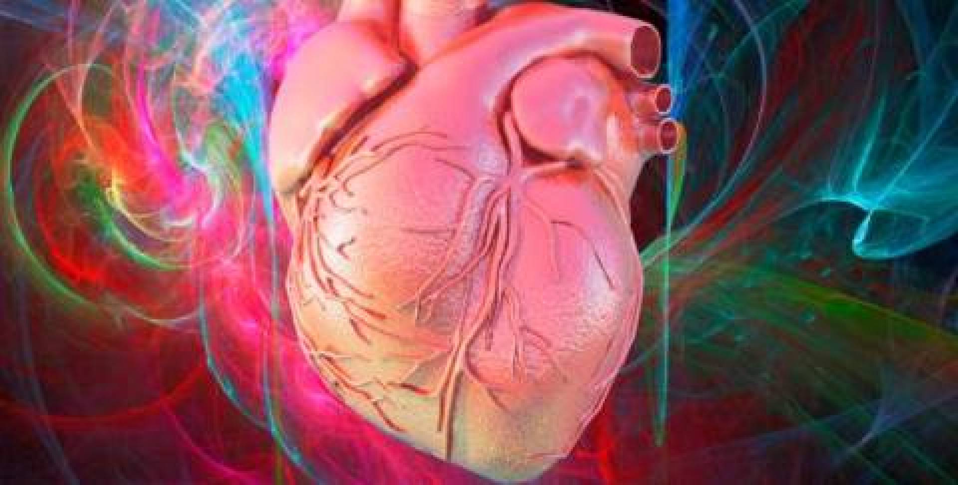 لماذا القلب محصّن ضد السرطان؟ علماء يكشفون السرّ البيولوجي
