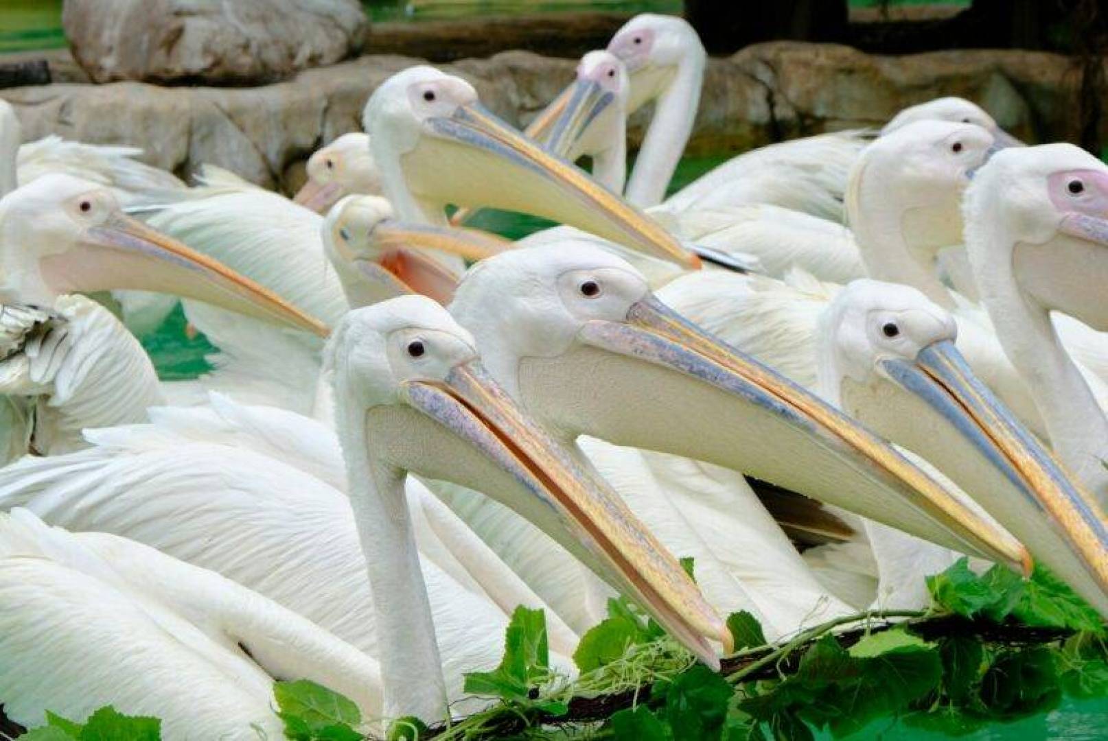 البجع يصطاد جماعيا ويغير لون منقاره لجذب الإناث.. اكتشف أسراره
