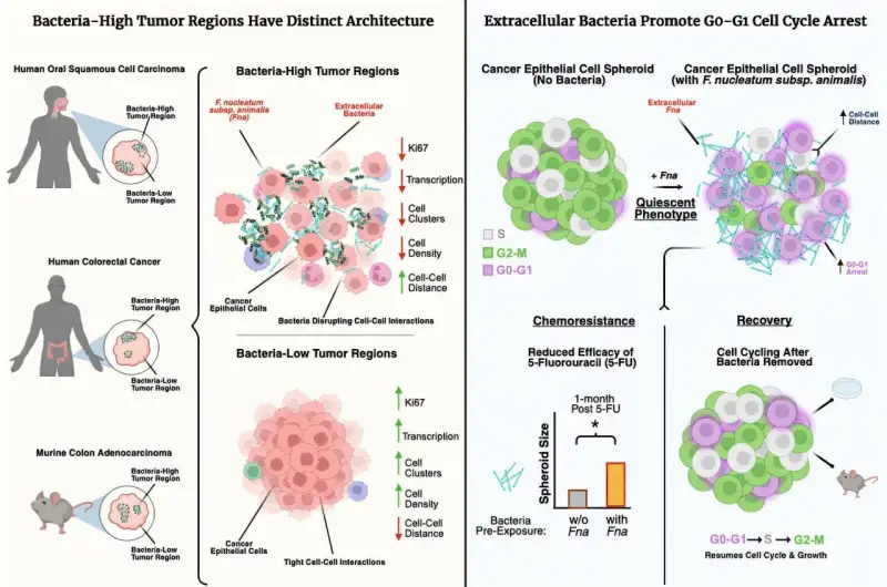 البكتيريا في الأورام