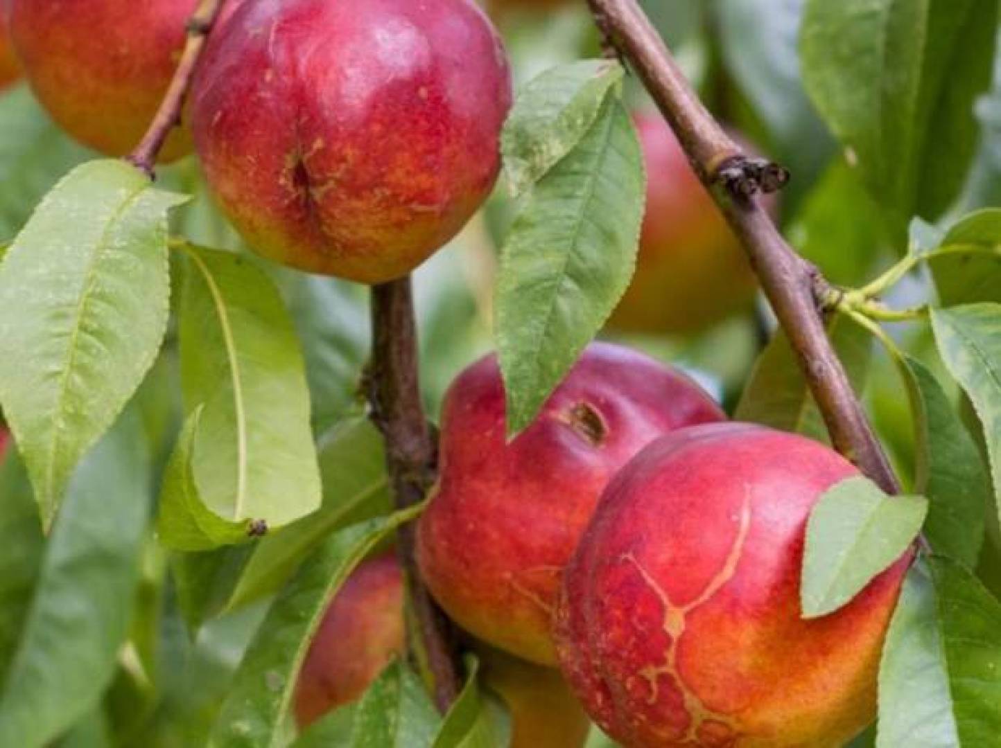 تقنية جديدة تحدد نضوج الفاكهة دون الإضرار بها | النهضة نيوز