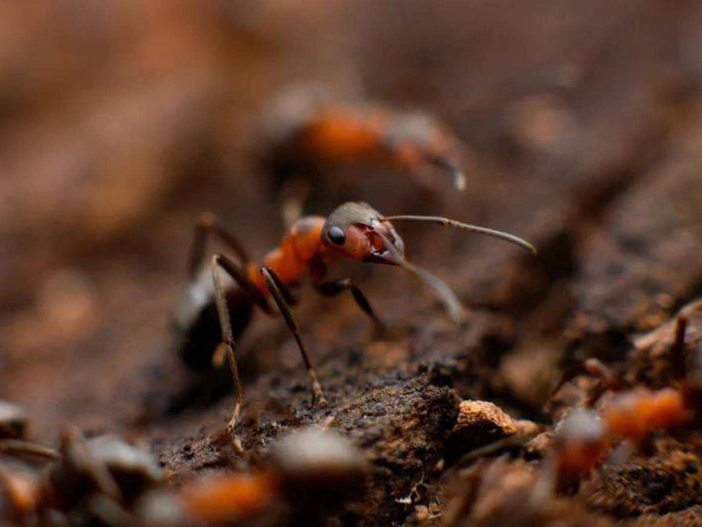 النمل كمصدر واعد لمضادات حيوية جديدة | النهضة نيوز