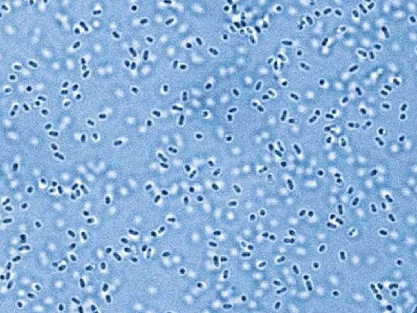 جينات الإنسان وتأثيرها غير المباشر في ميكروبيوم الآخرين | النهضة نيوز