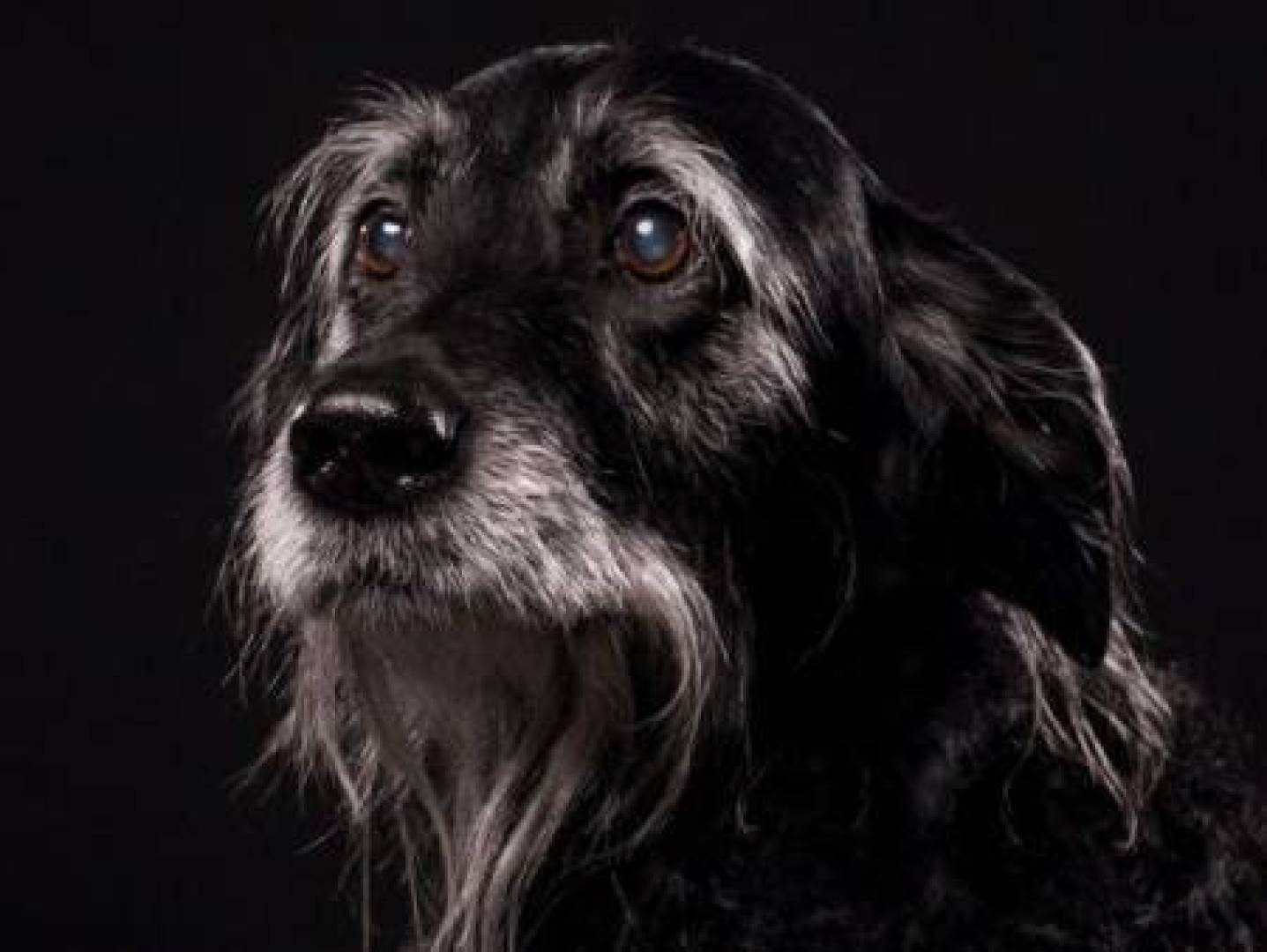 الخرف لدى الكلاب أكثر انتشارا مما تعتقد ... أعراض صامتة يجب الانتباه عليها | النهضة نيوز