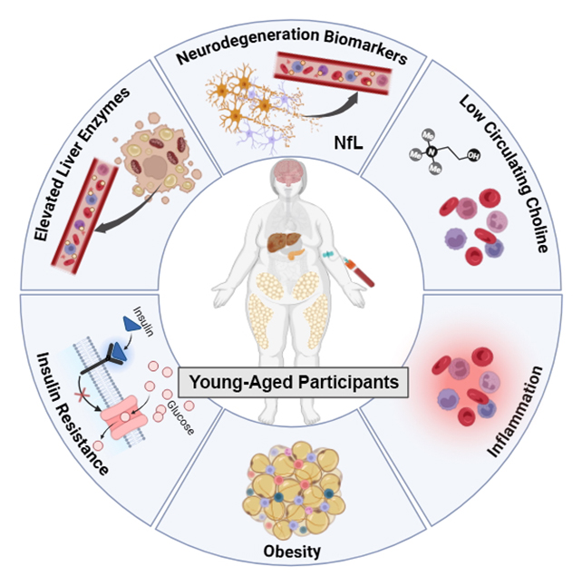 أهمية الكولين لصحة الدماغ ( مصدر الصورة: Ramon Velazquez Lab )