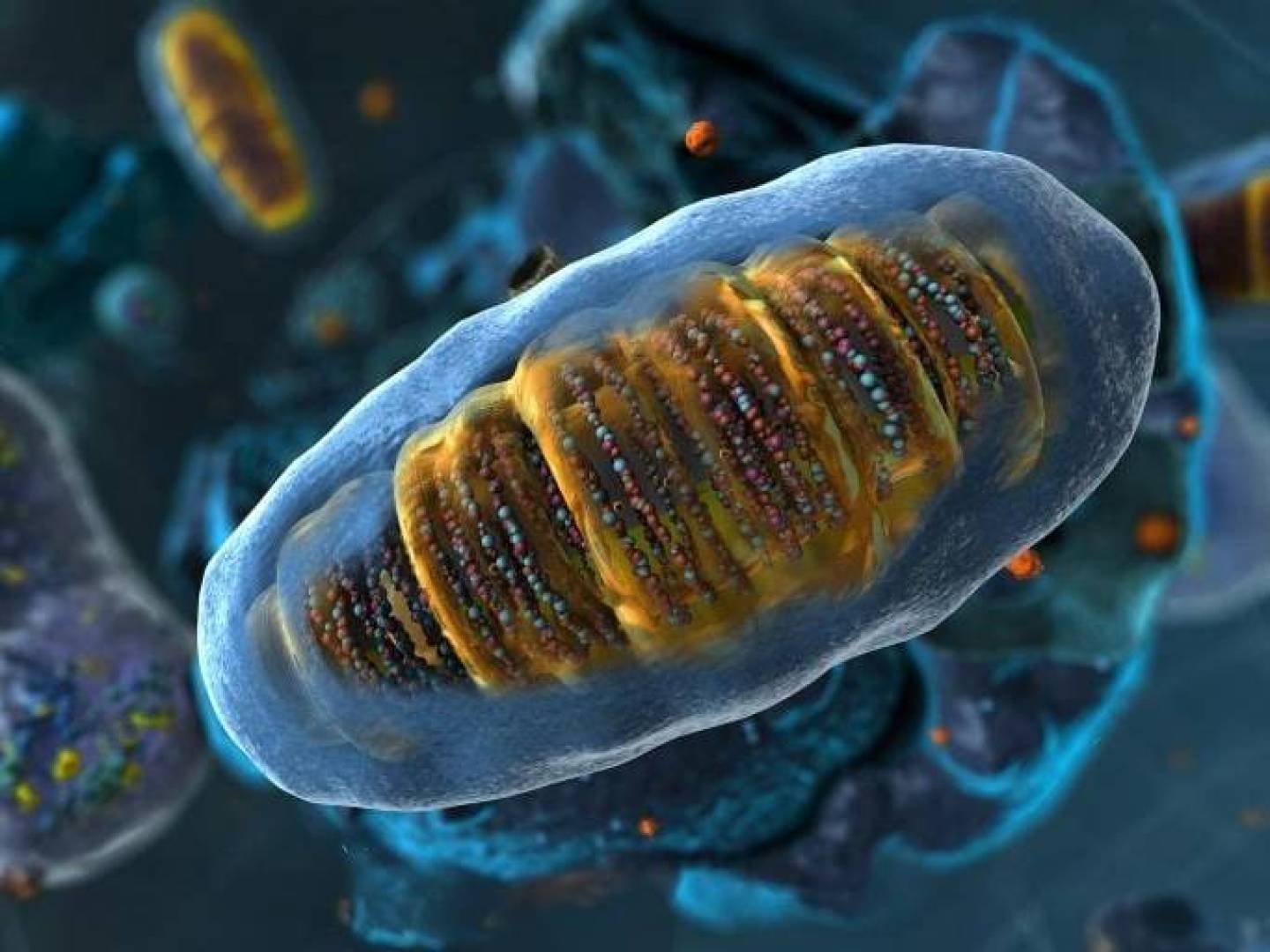 Ribosomes: Early Cellular Stress Sensors – New Study Reveals