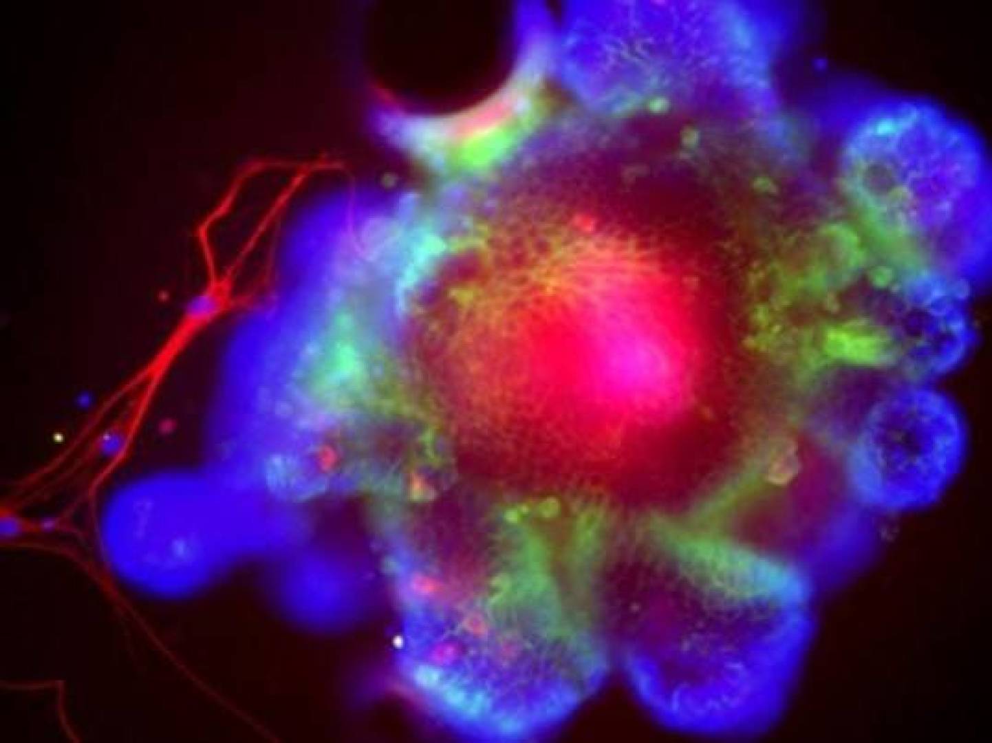 اكتشاف علمي هام يفسر كيف يسهّل الكحول إتلاف الكبد | النهضة نيوز