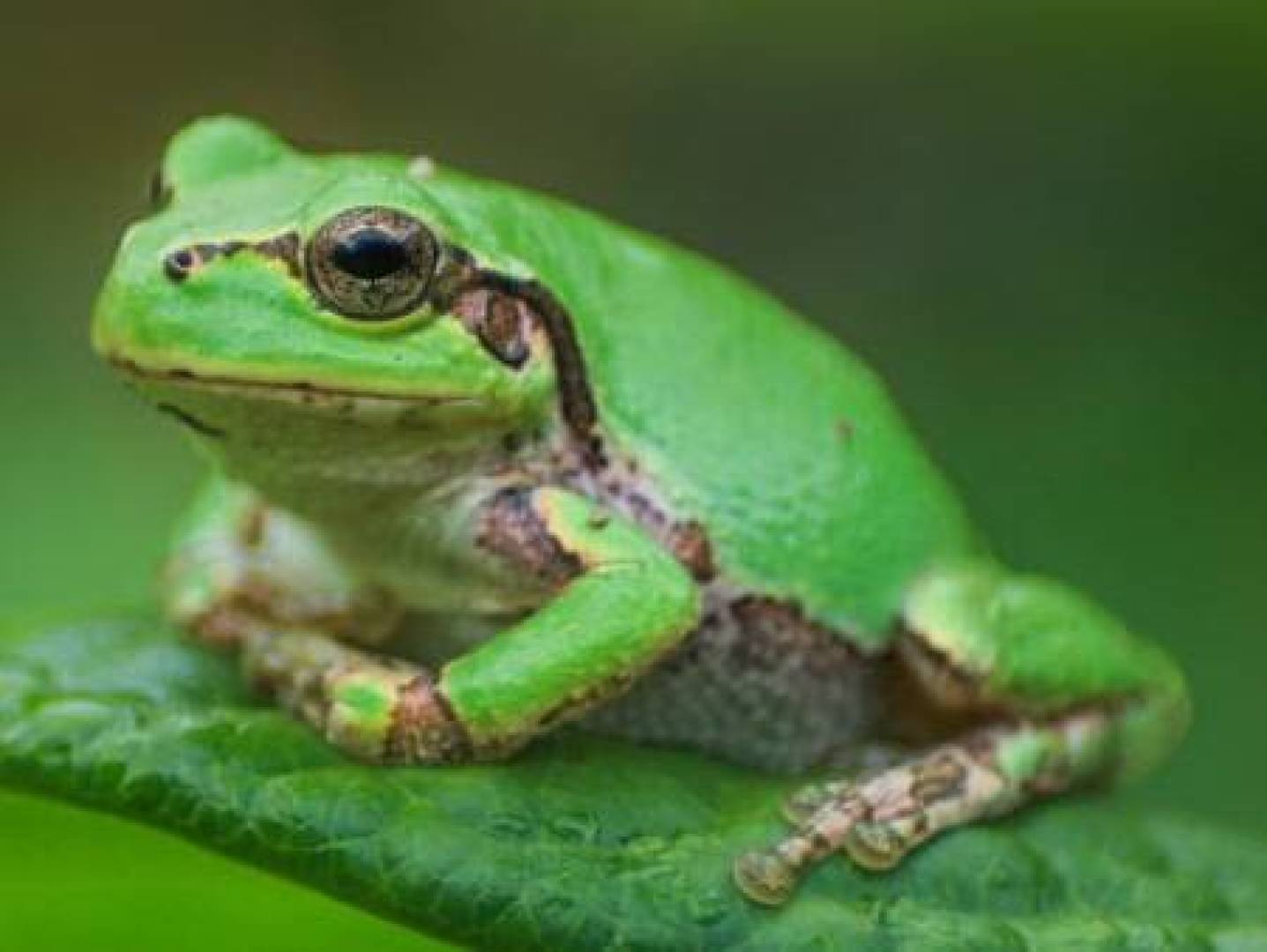 اكتشاف علاج محتمل للسرطان داخل بكتيريا ضفدع ياباني | النهضة نيوز