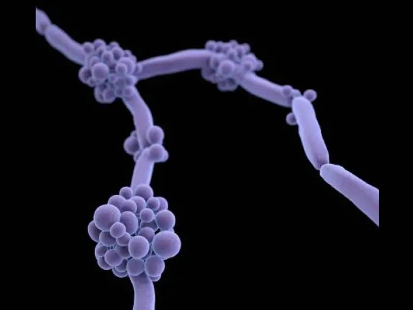 قلق عالمي من انتشار فطر مقاوم للأدوية | النهضة نيوز