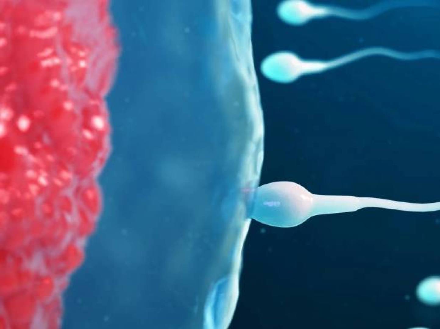 تغيرات خفية في الحيوانات المنوية مع تقدم عمر الرجل | النهضة نيوز