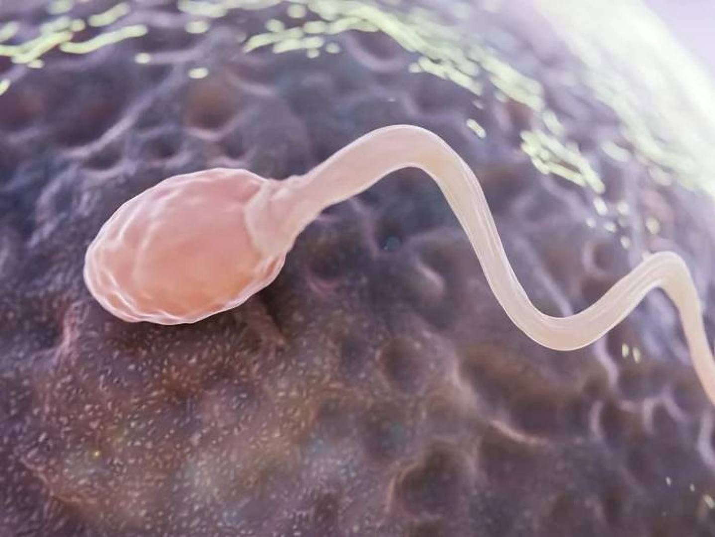 الجهاز المناعي للأب يغيّر صحة وسلوك الأبناء | النهضة نيوز