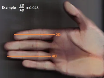 طول الأصابع وحجم الدماغ ( مصدر الصورة: ويكيميديا )