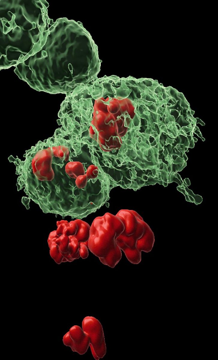 قدرة الأنسجة على التجدد ( مصدر الصورة: Stock )