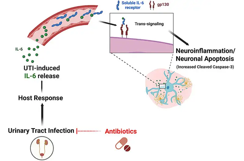 العلاقة بين التهابات المسالك البولية وصحة الدماغ ( مصدر الصورة: Cedars-Sinai Medical Center )
