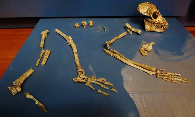 لماذا لا يوجد ذيل للإنسان؟ ( مصدر الصورة: Unsplash )