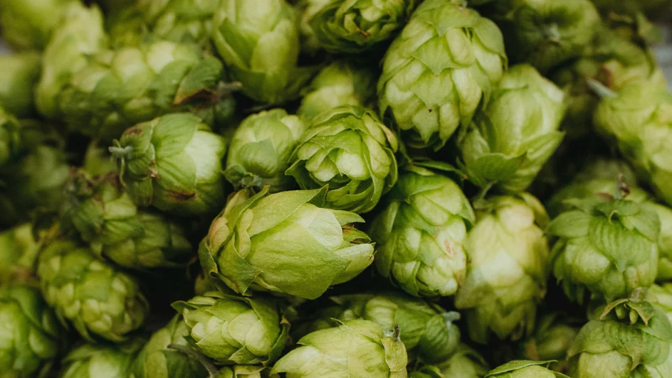 نبات القفزات أو الجنجل ( مصدر الصورة: Unsplash)