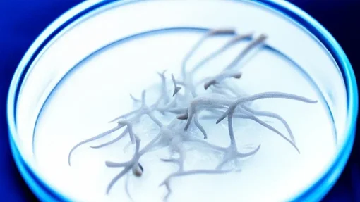 تحويل النفايات الزراعية والغذائية إلى بروتين غذائي ( مصدر الصورة: جامعة كورنيل الأمريكية )