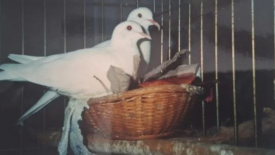 حمامة أمريكية تدخل غينيس ( مصدر الصورة: Unsplash )