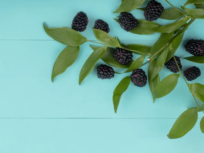 تأثير أوراق التوت على مستوى السكر في الدم ( مصدر الصورة: Freepik )