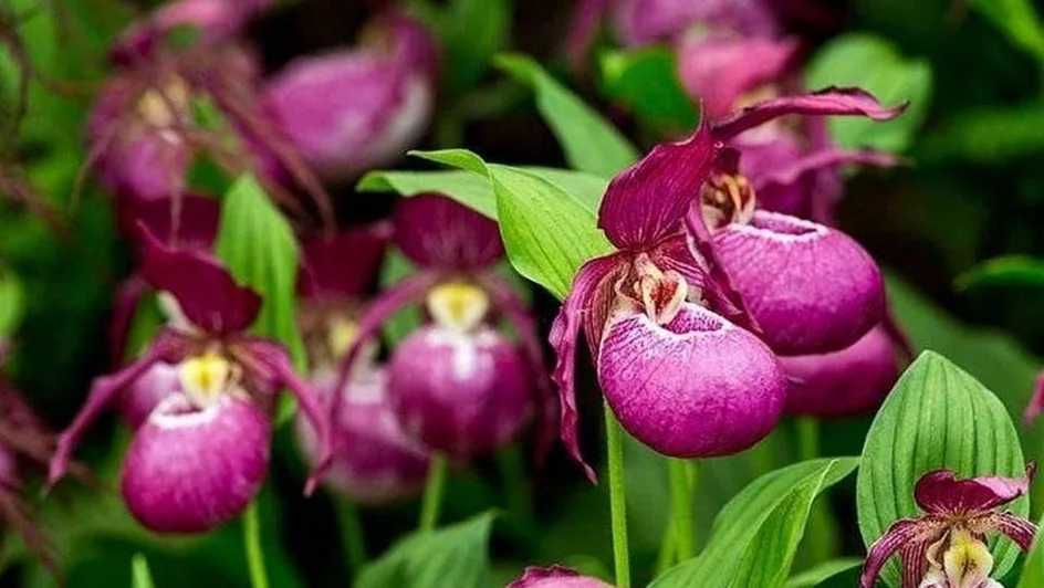 زهرة خفّ السيدة