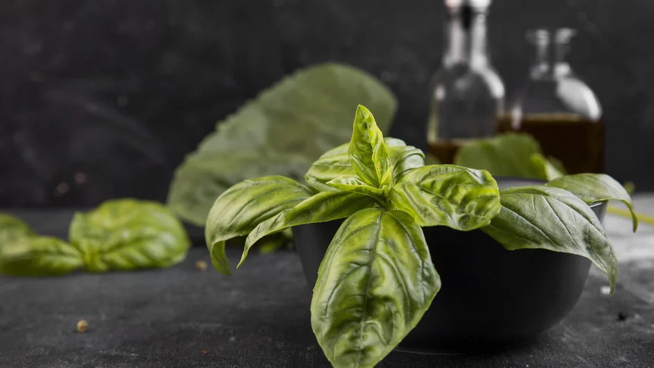 الريحان أو الحبق ( مصدر الصورة: Freepik )