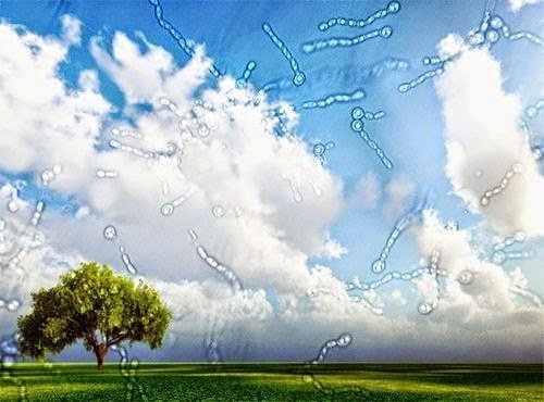 عوامات العين الزجاجية ( مصدر الصورة: Pixabay )