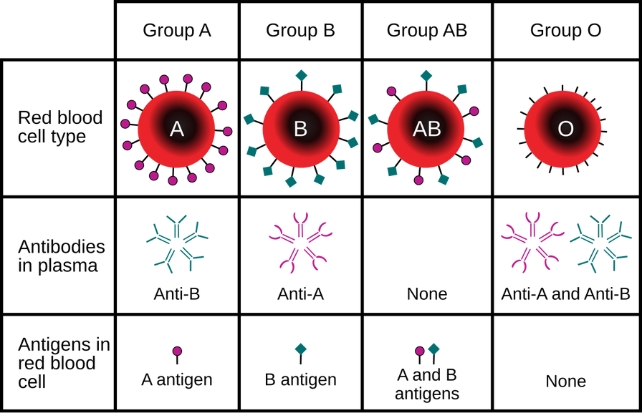 العلاقة بين فصيلة الدم والسكري ( مصدر الصورة: UCLA Health )