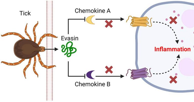 علاج أمراض المناعة الذاتية ( مصدر الصورة: Stock )