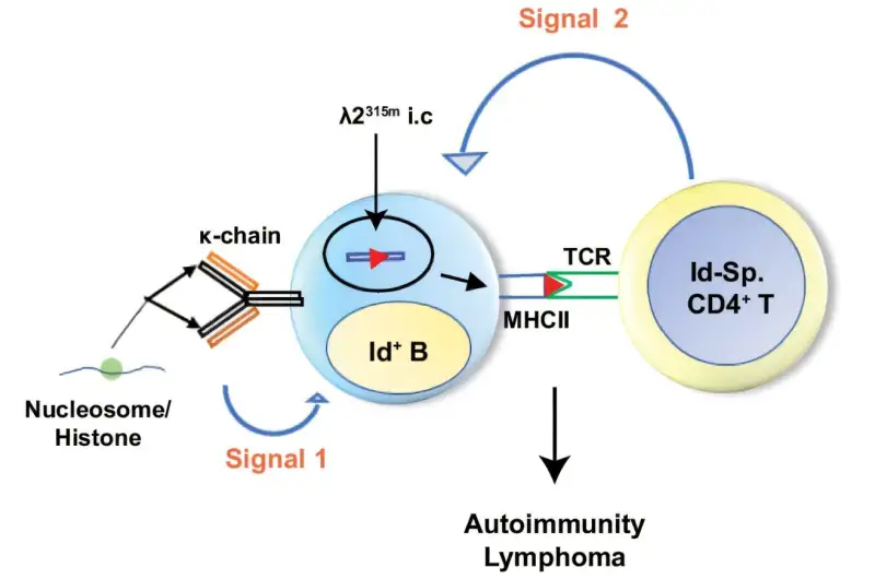 أمراض المناعة الذاتية والسرطان ( مصدر الصورة: Unsplash )