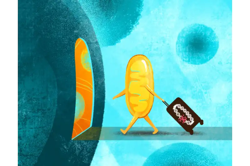 الميتوكوندريا: الشريك الخفي في كل خلية ( مصدر الصورة: Pixabay )